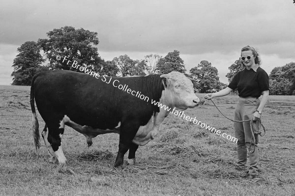 HEADFORD HOUSE  PEDIGREE HEREFORD BULL